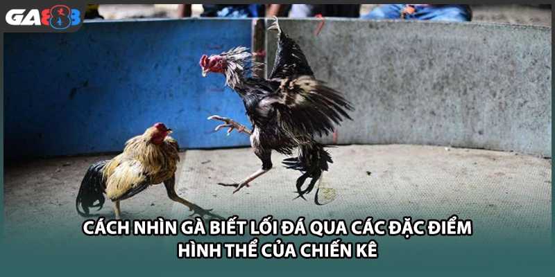Cách nhìn gà biết lối đá qua các đặc điểm hình thể của chiến kê tại GA888