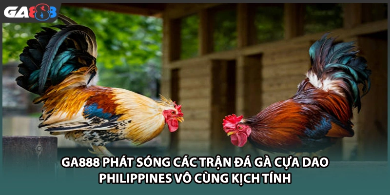GA888 phát sóng các trận đá gà cựa dao Philippines vô cùng kịch tính